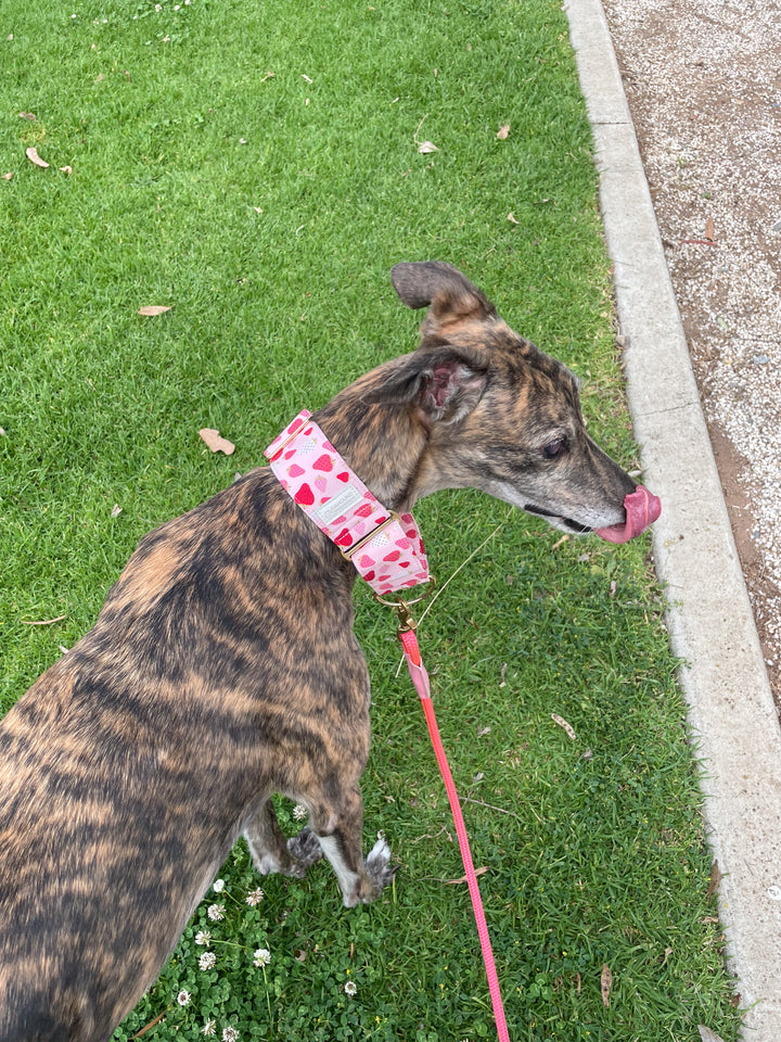 Soft Fabric Martingale Collar Strawberry Gelato Print On a brindle greyhound