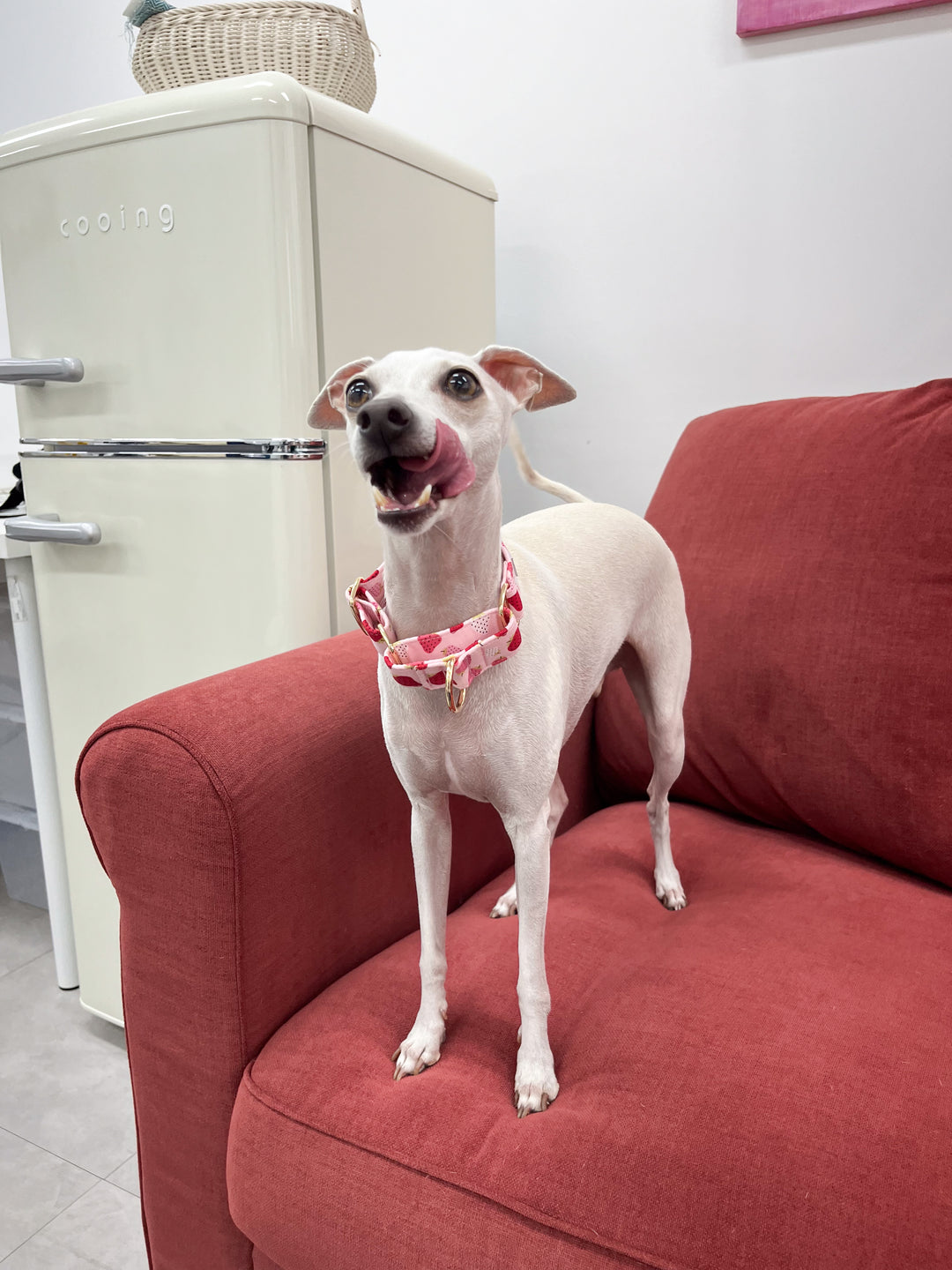 Soft Fabric Martingale Collar Strawberry Gelato Print On Italian Greyhound