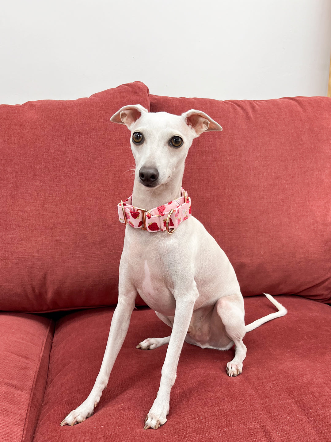 Dahound Martingale Collar Strawberry Gelato Print On Italian Greyhound