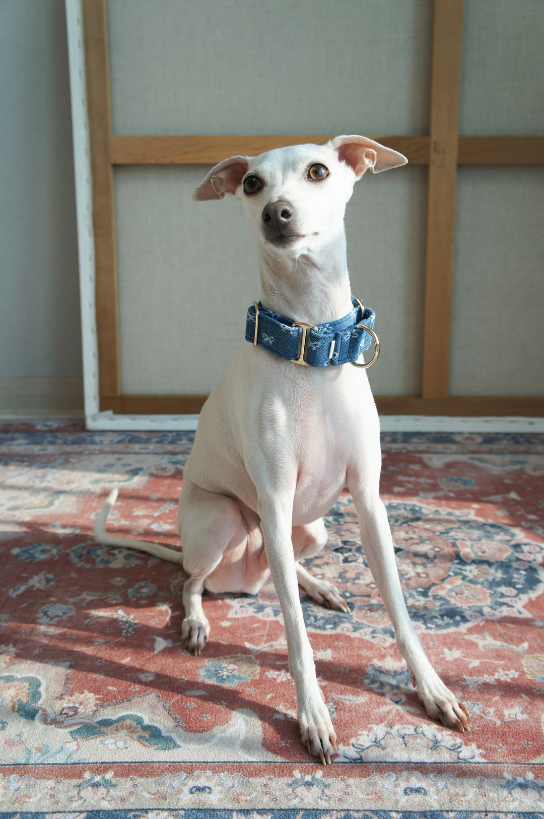 Dahound Mid Blue Denim Bow Martingale Collar Product Photo Full Body Italian Greyhound