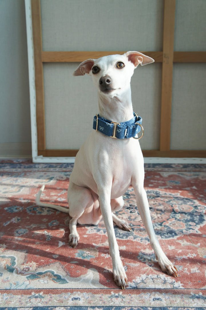 Dahound Mid Blue Denim Bow Martingale Collar Product Photo Full Body Italian Greyhound