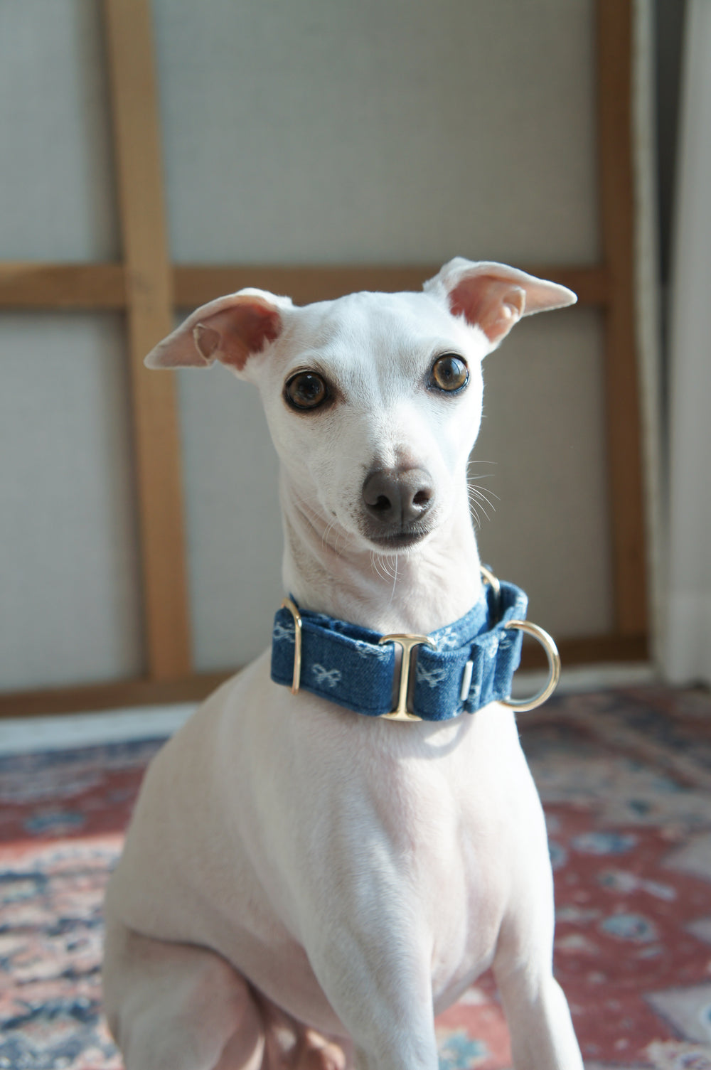 Dahound Mid Blue Denim Bow Martingale Collar Lifestyle Photo With Italian Greyhound