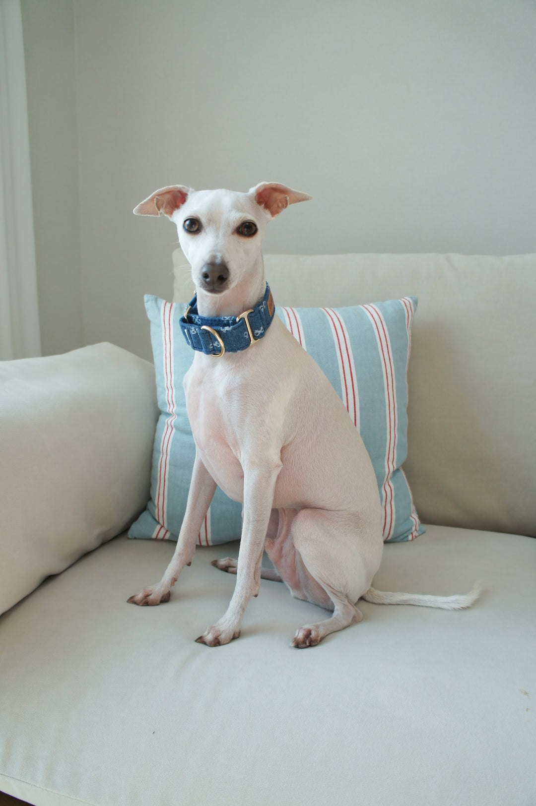 Dahound Mid Blue Denim Bow Italian Greyhound Collar Lifestyle Photo