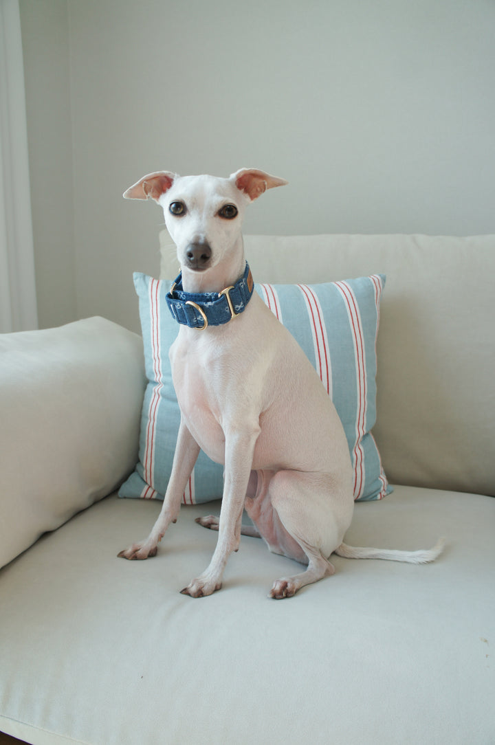 Dahound Mid Blue Denim Bow Italian Greyhound Collar Lifestyle Photo