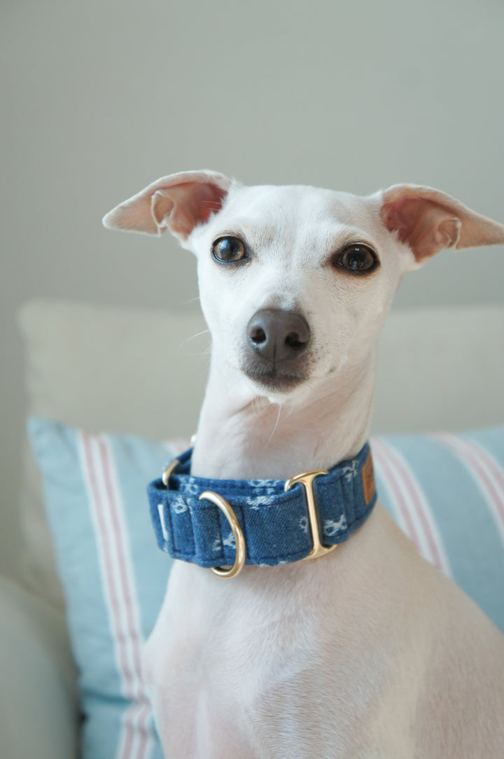 Dahound Mid Blue Denim Bow Greyhound 
Collar Lifestyle Photo Closeup