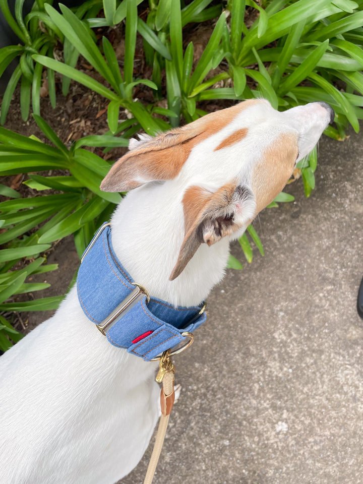 Wide Martingale Collar | Mid Blue (Classic Denim)