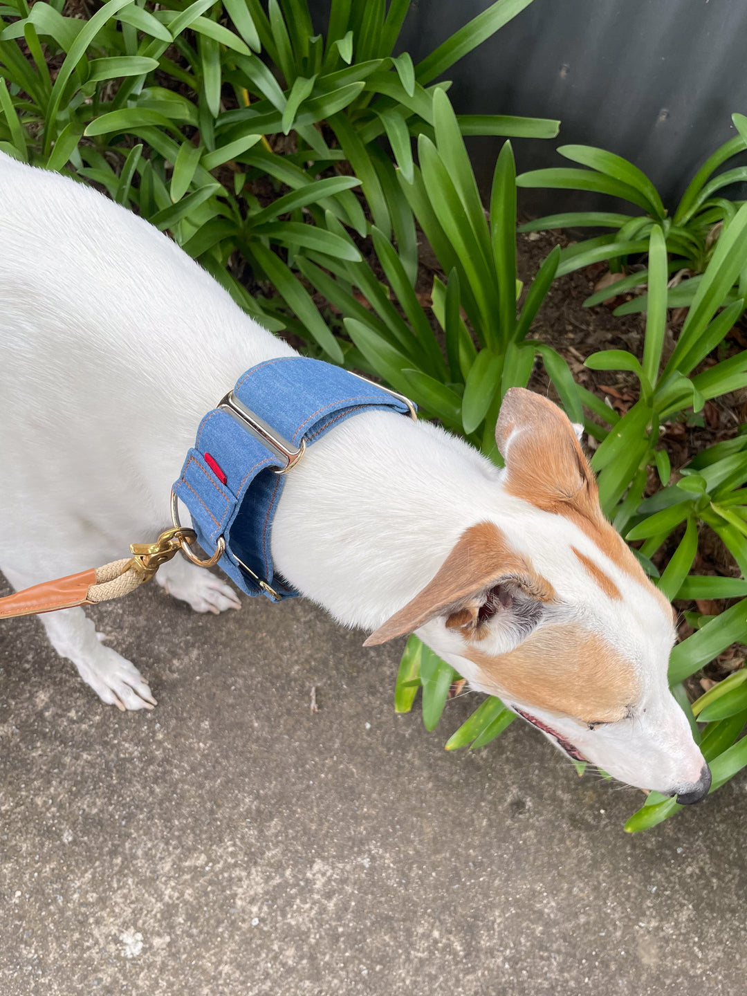 Wide Martingale Collar | Mid Blue (Classic Denim)