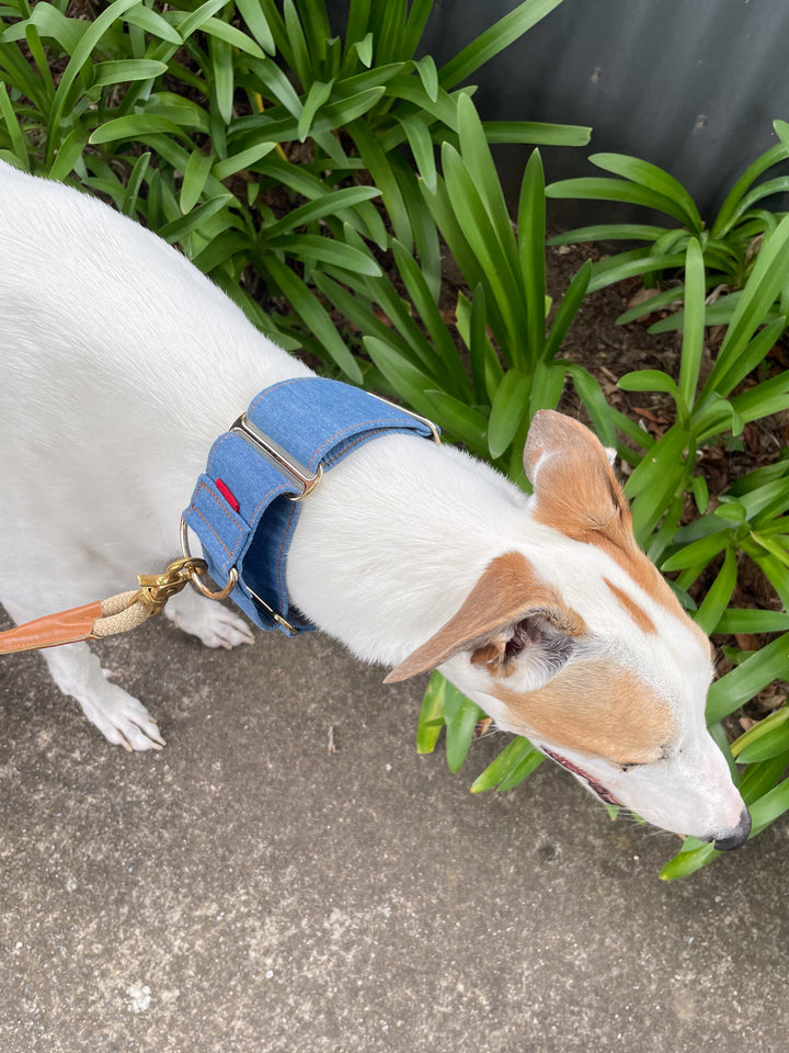 Wide Martingale Collar | Mid Blue (Classic Denim)