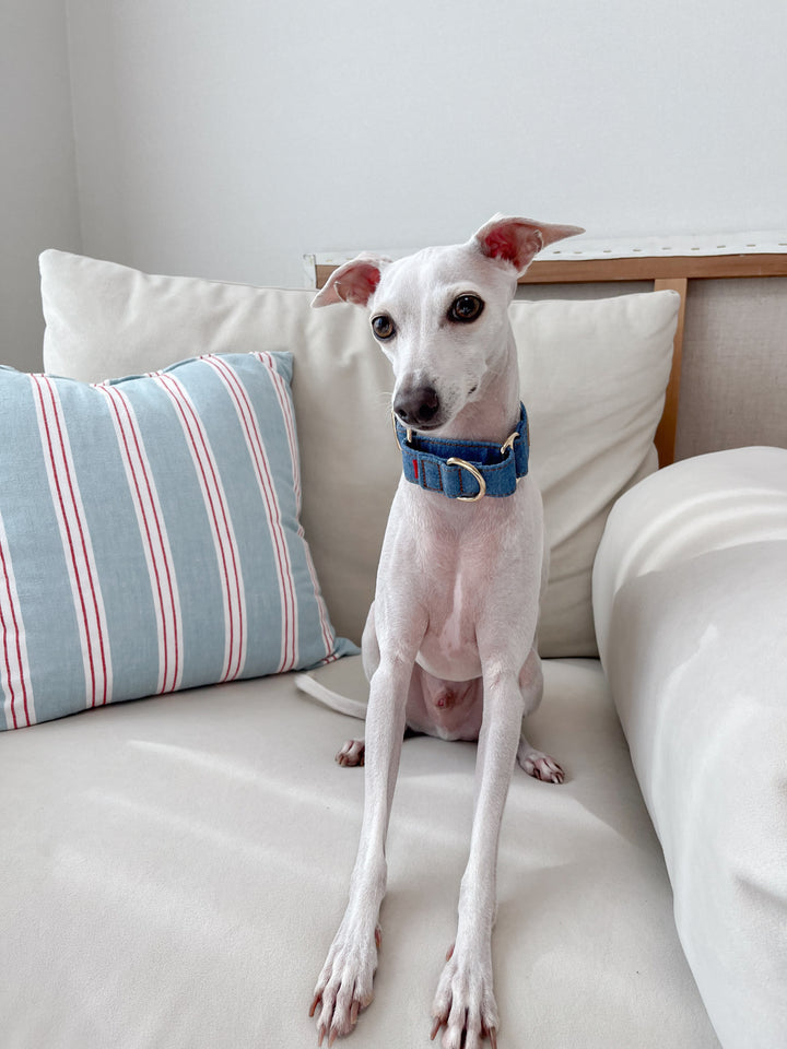 Wide Martingale Collar | Mid Blue (Classic Denim)