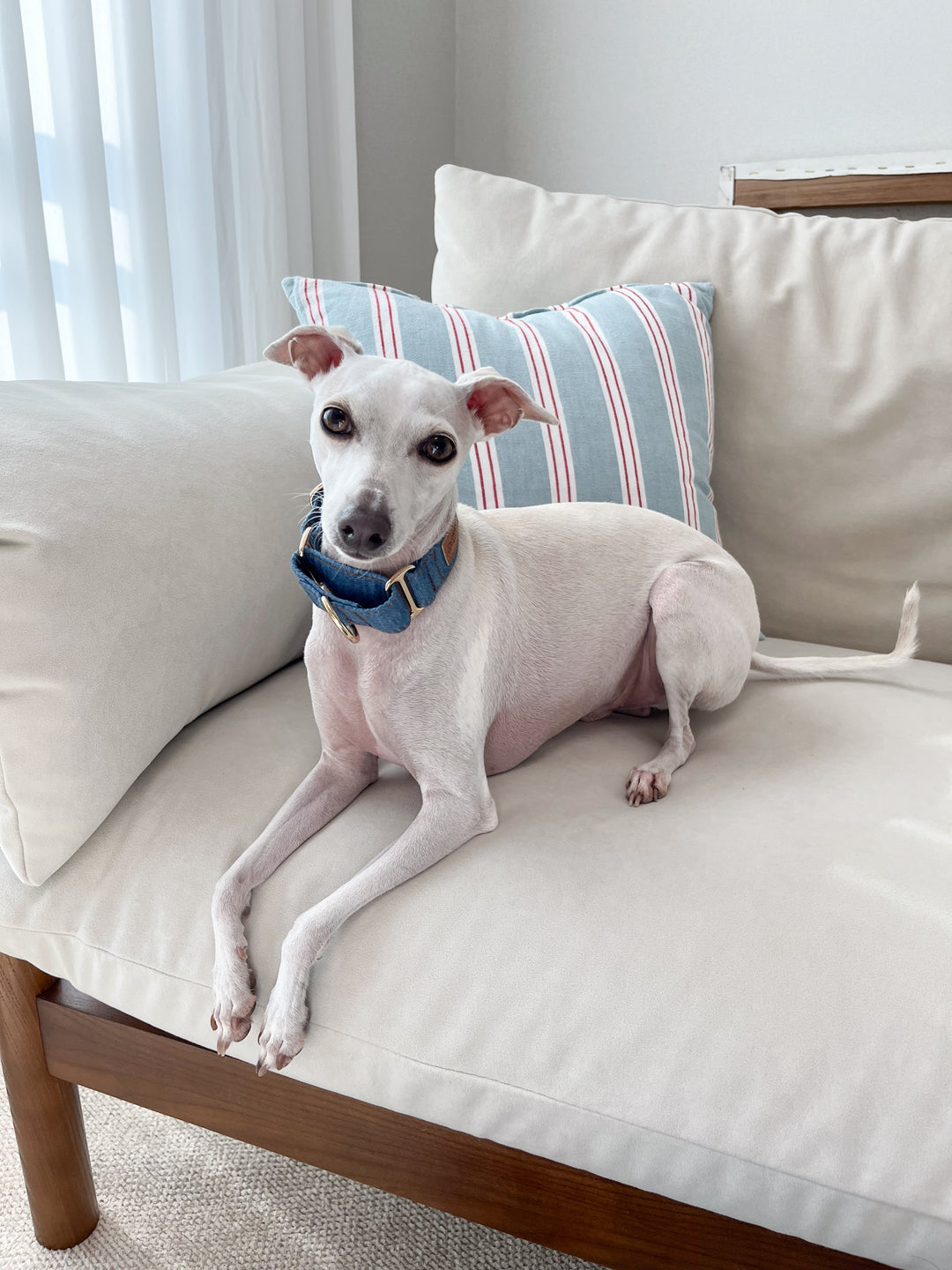 Wide Martingale Collar | Mid Blue (Classic Denim)