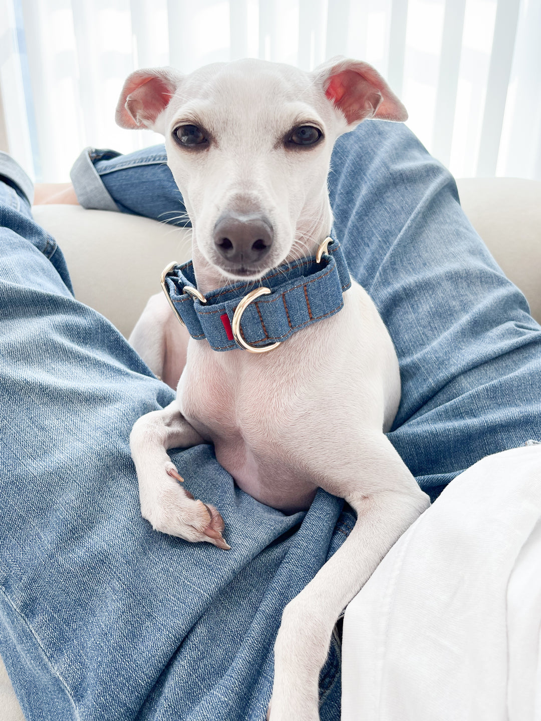 Wide Martingale Collar | Mid Blue (Classic Denim)