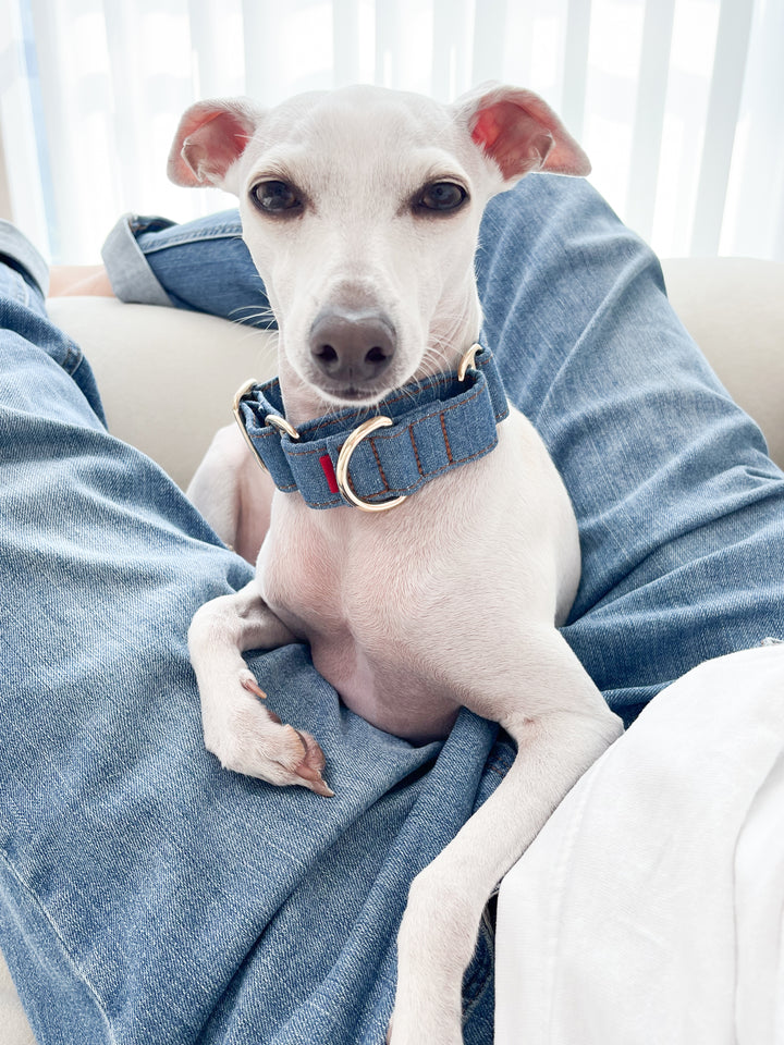 Wide Martingale Collar | Mid Blue (Classic Denim)
