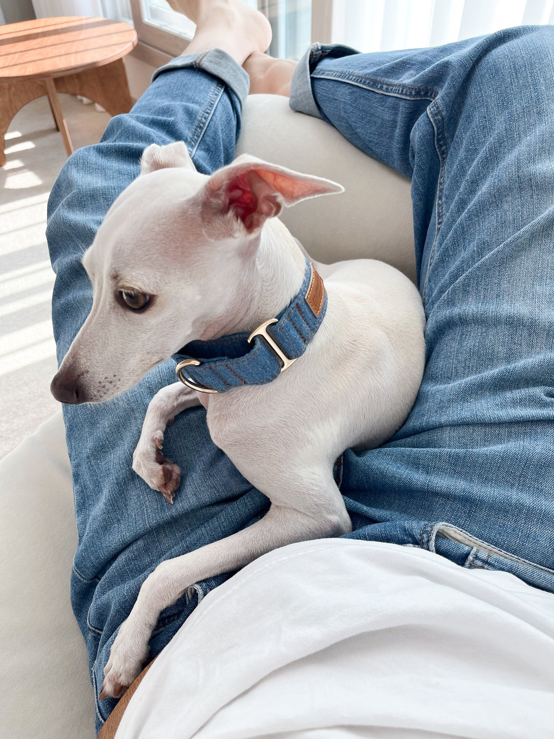 Wide Martingale Collar | Mid Blue (Classic Denim)