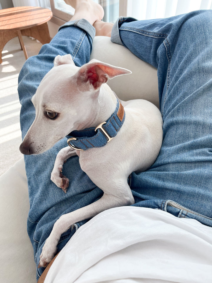 Wide Martingale Collar | Mid Blue (Classic Denim)