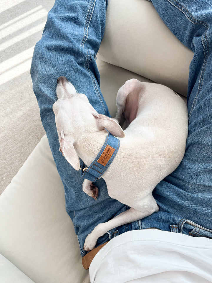Wide Martingale Collar | Mid Blue (Classic Denim)