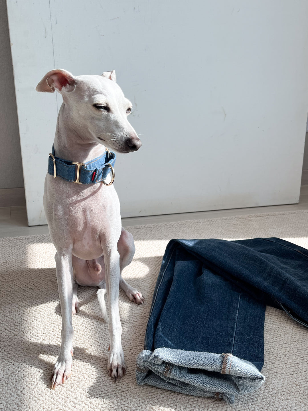 Wide Martingale Collar | Mid Blue (Classic Denim)