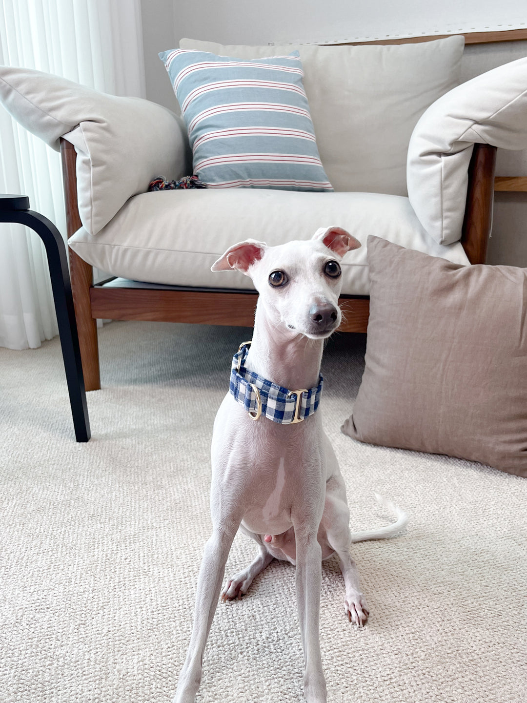 Navy Blue Gingham Plaid Martingale Collar  Lifestyle Photo