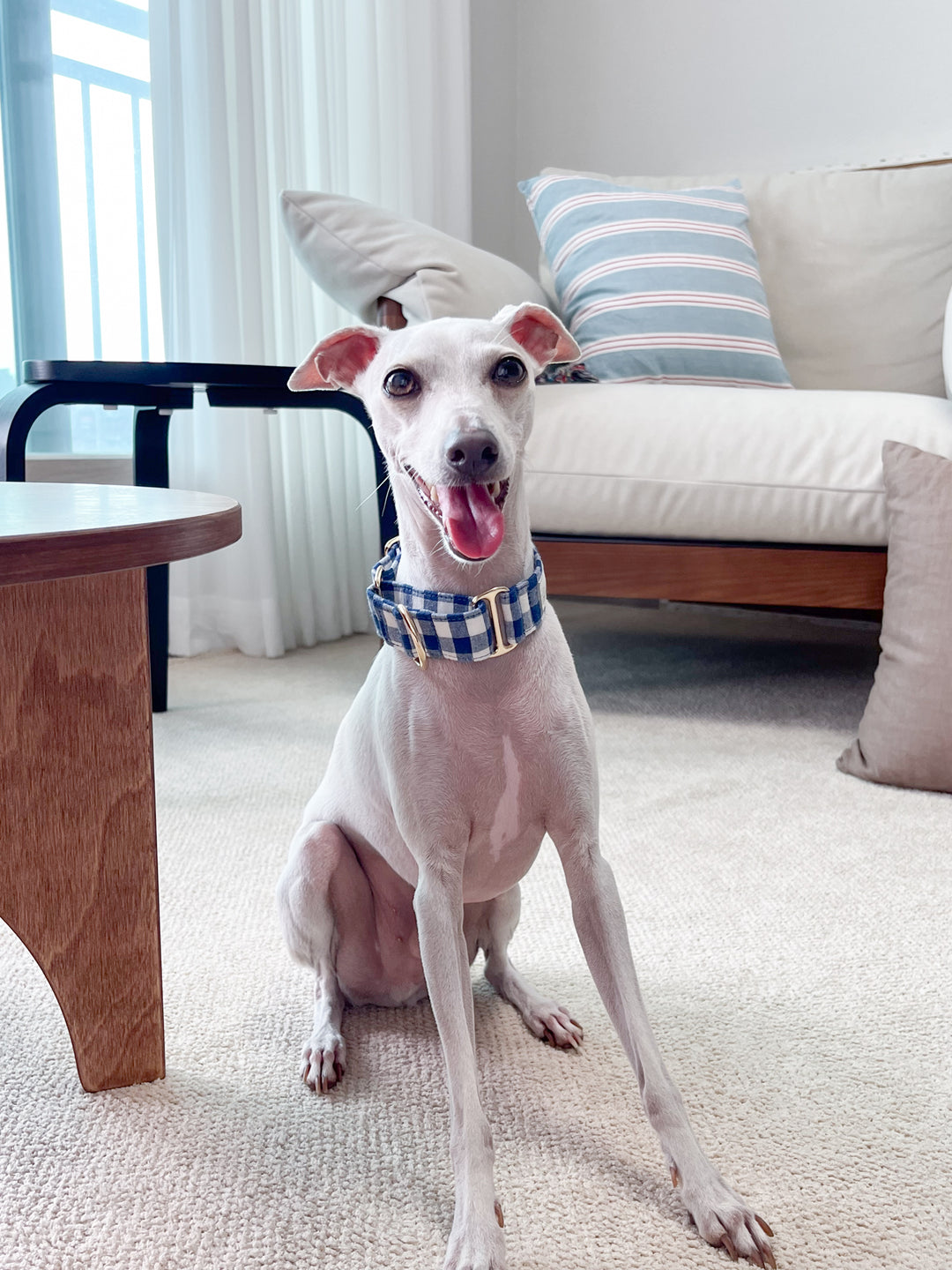 Navy Blue Gingham Plaid Martingale Collar On an Italian Greyhound