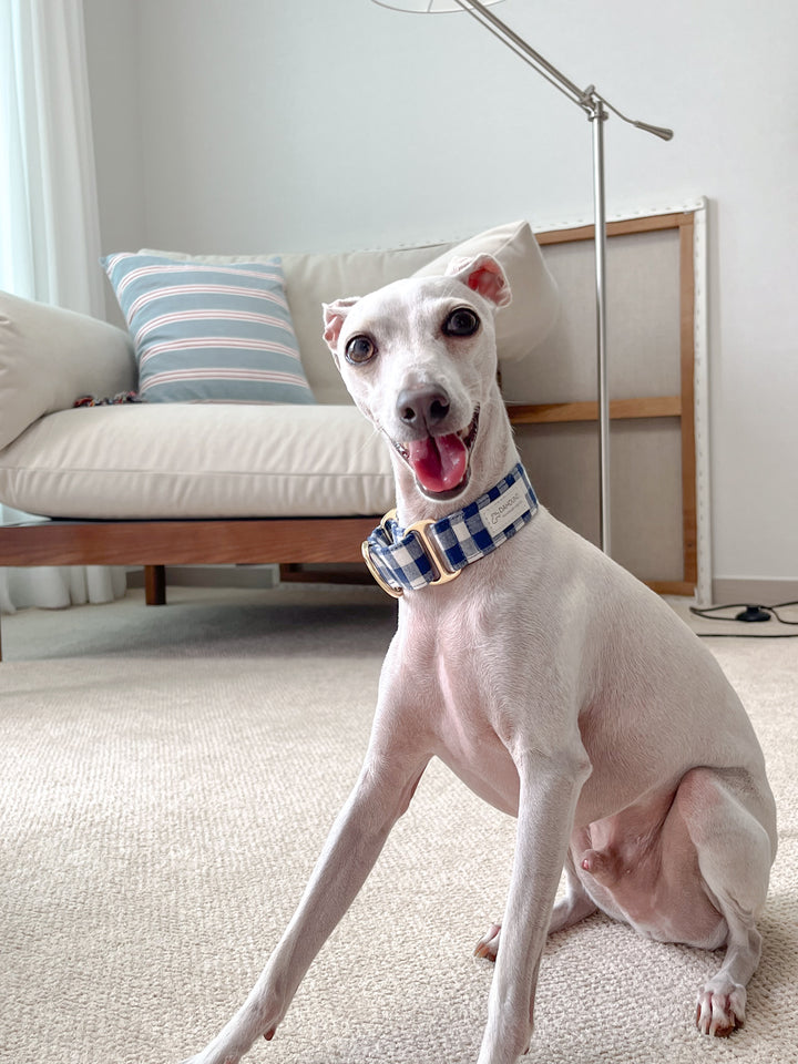 Navy Blue Gingham Plaid Martingale Collar Italian Greyhound Headshot