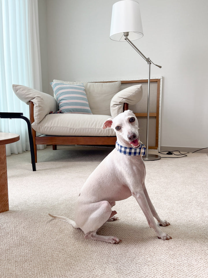 Navy Blue Gingham Plaid Martingale Collar Lifestyle Photo