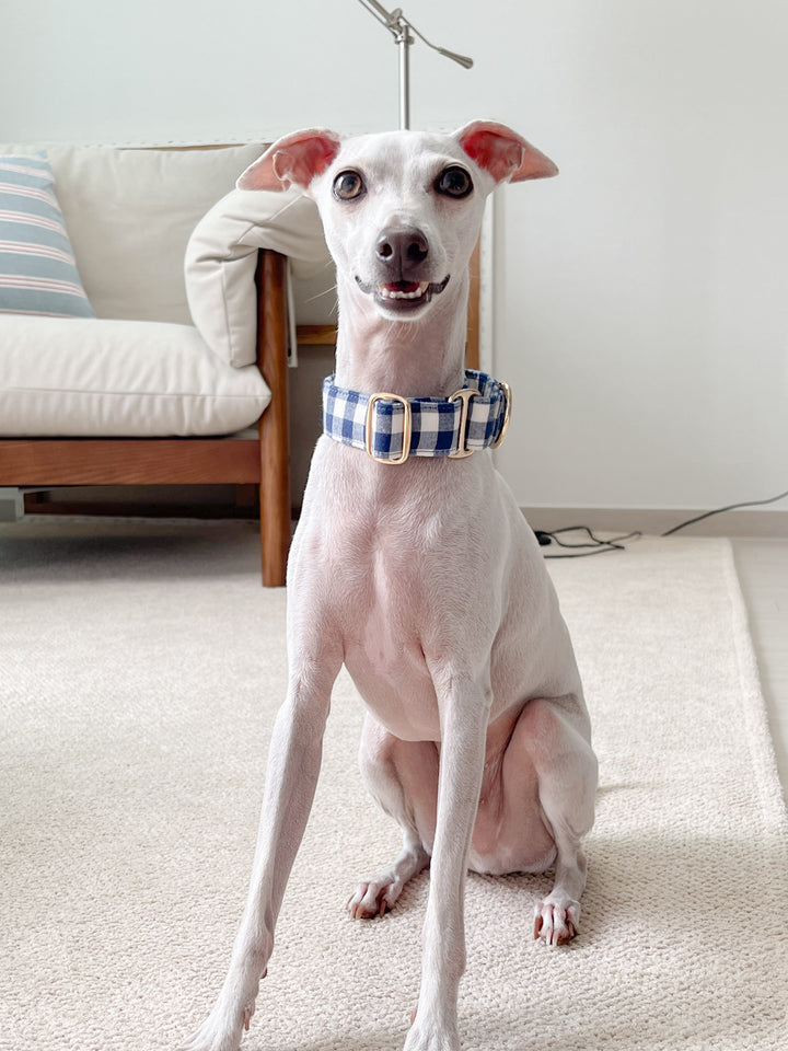 Italian Greyhound In Navy Blue Gingham Plaid Martingale Collar