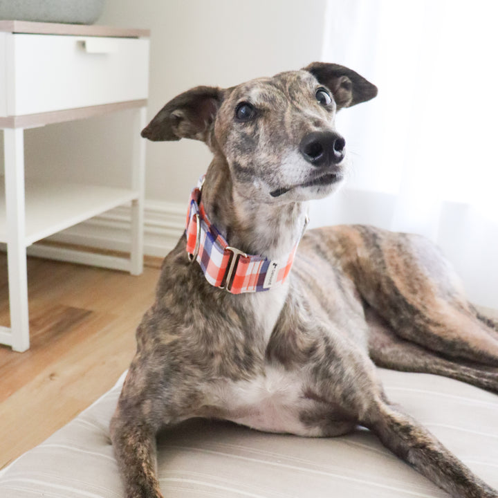 Navy Blue And Orange Gingham Martingale Collar For Whippets, Greyhounds and Italian Greyhounds