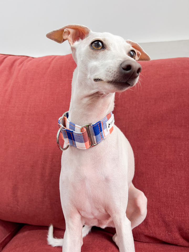 Navy Blue & Orange Gingham Martingale Collar On Italian Greyhounds
