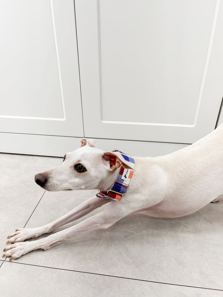 Italian Greyhound In Navy Blue & Orange Gingham Martingale Dog Collar