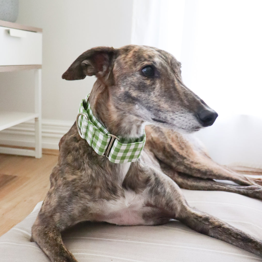 Olive Green Gingham Greyhound Martingale Collar