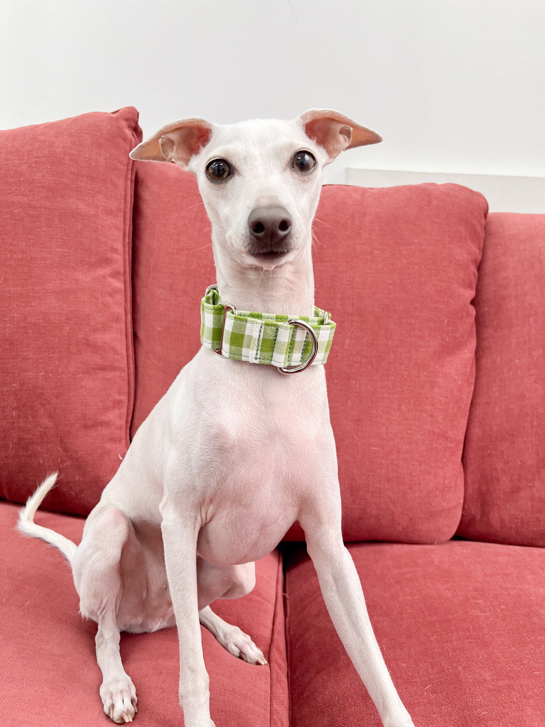 Olive Green Gingham Martingale Collar On Italian Greyhound