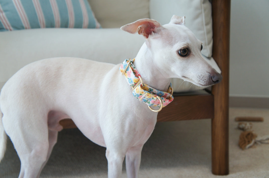 Dahound Pastel Blossoms Floral Print Martingale Collar Lifestyle Photo Italian Greyhound