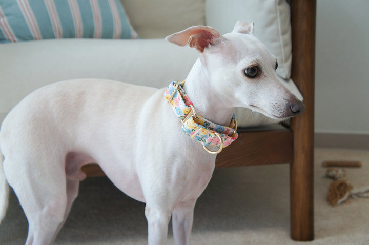 Dahound Pastel Blossoms Floral Print Martingale Collar Lifestyle Photo Italian Greyhound