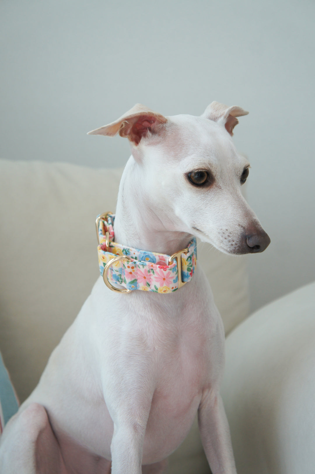 Dahound Pastel Blossoms Floral Print Martingale Collar Whippet Lifestyle Photo
