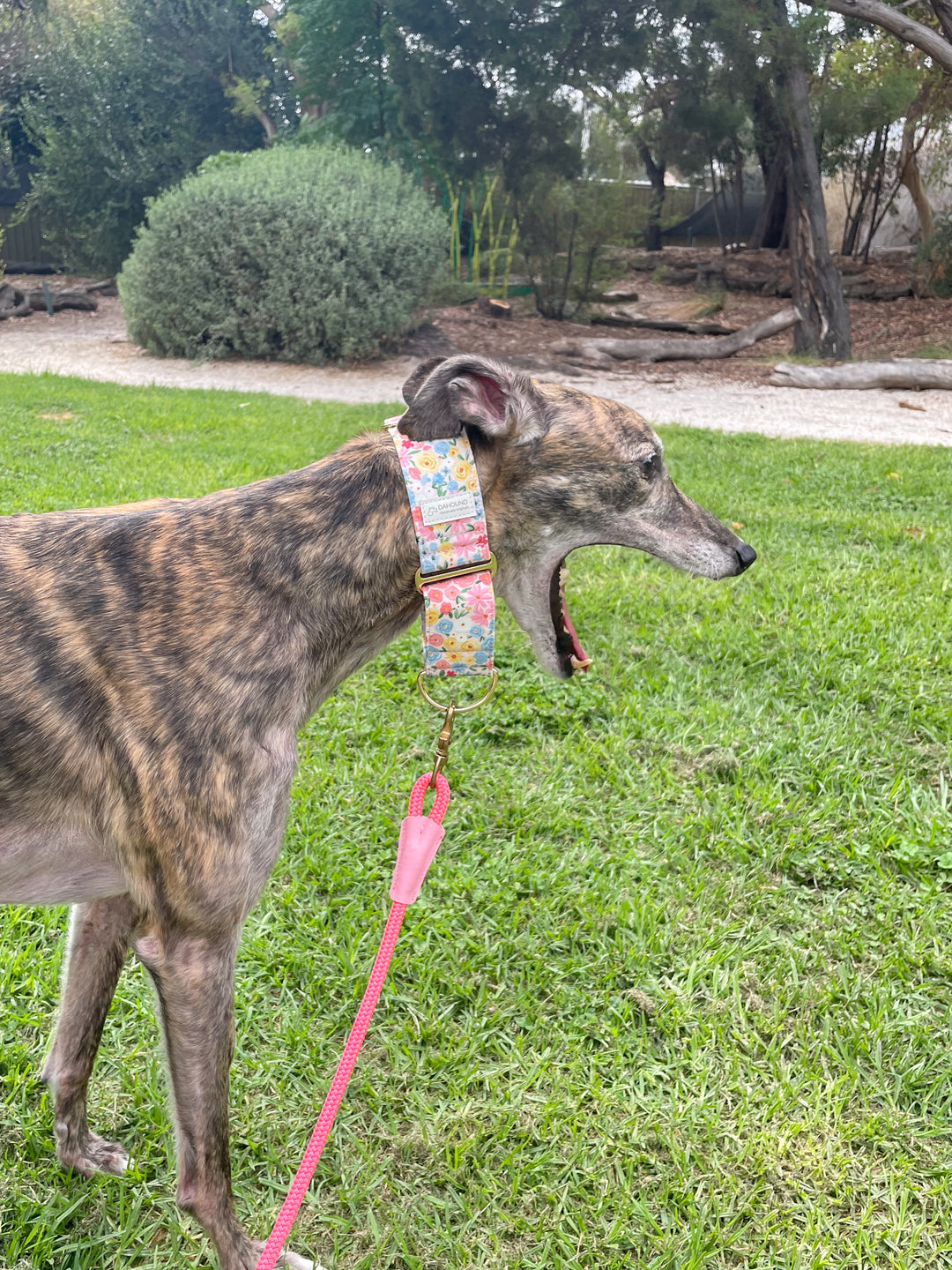 Dahound Pastel Blossoms Floral Print Greyhound Collar Lifestyle Photo