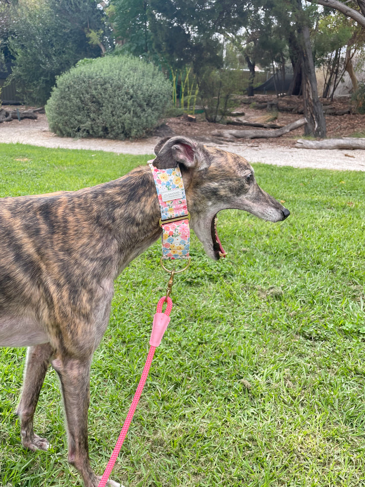 Dahound Pastel Blossoms Floral Print Greyhound Collar Lifestyle Photo