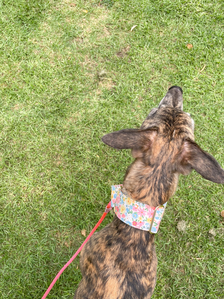 Dahound Pastel Blossoms Floral Print Greyhound Collar Lifestyle Photo
