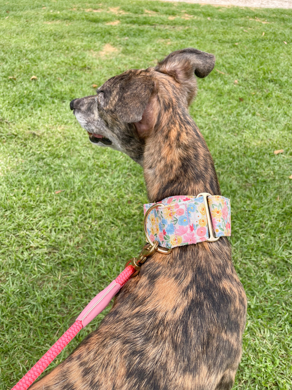 Dahound Pastel Blossoms Floral Print Greyhound Collar Lifestyle Photo