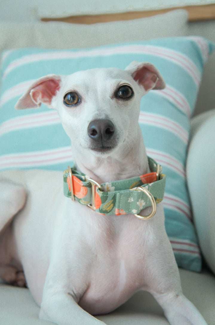Wide Martingale Collar | Peach (Sturdy Oxford Cotton)