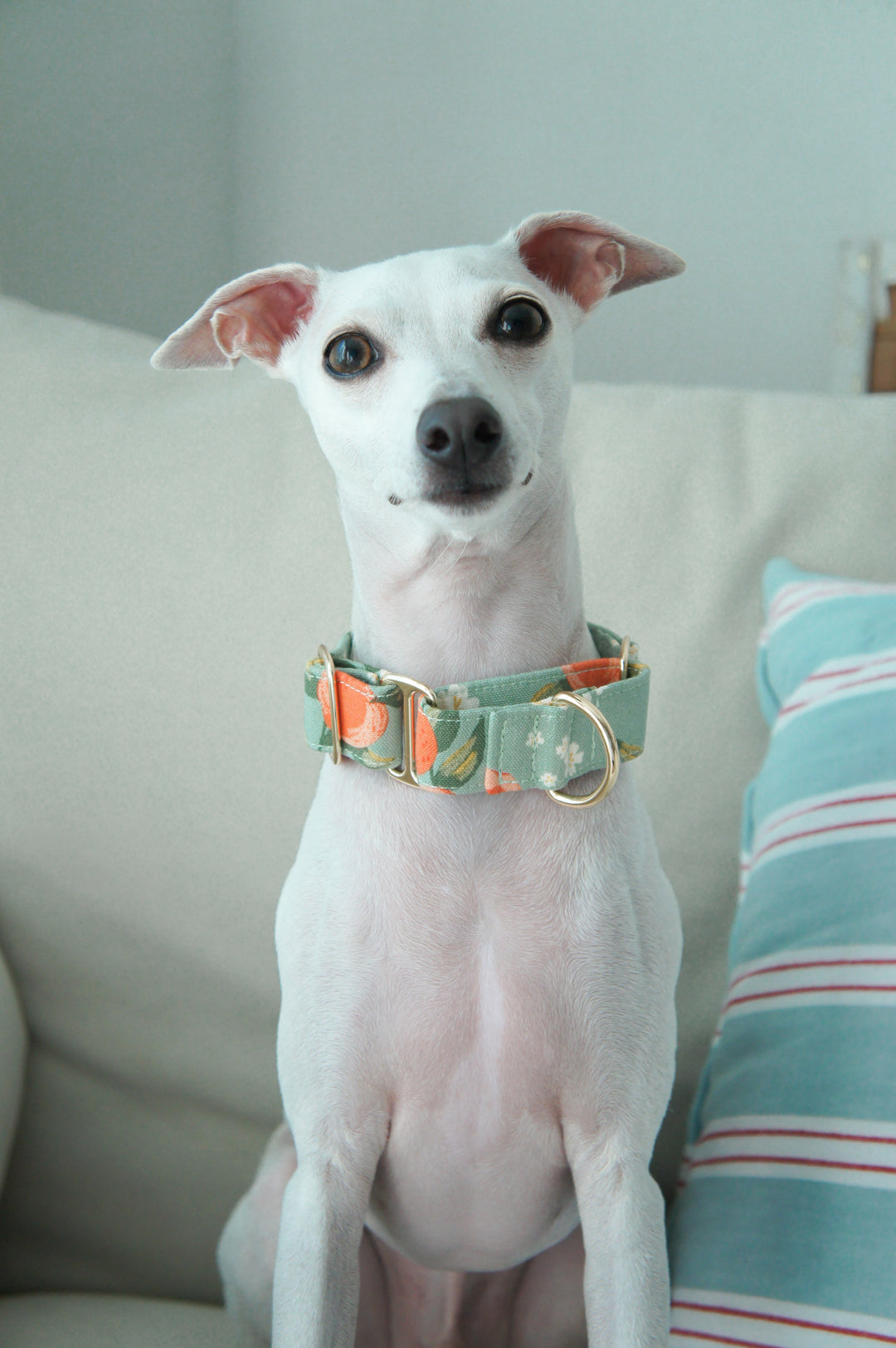 Wide Martingale Collar | Peach (Sturdy Oxford Cotton)