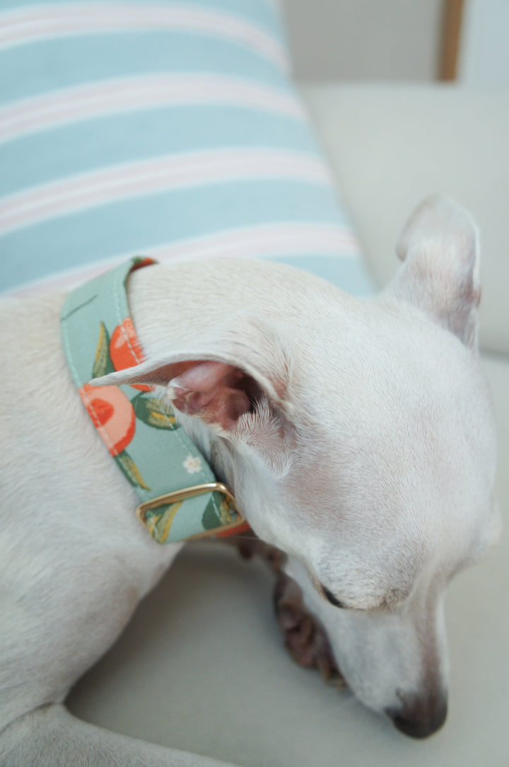 Wide Martingale Collar | Peach (Sturdy Oxford Cotton)