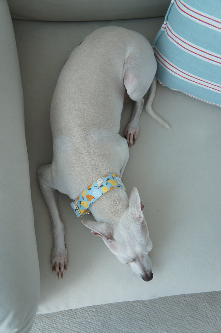 Wide Martingale Collar | Pear (Sturdy Oxford Cotton)