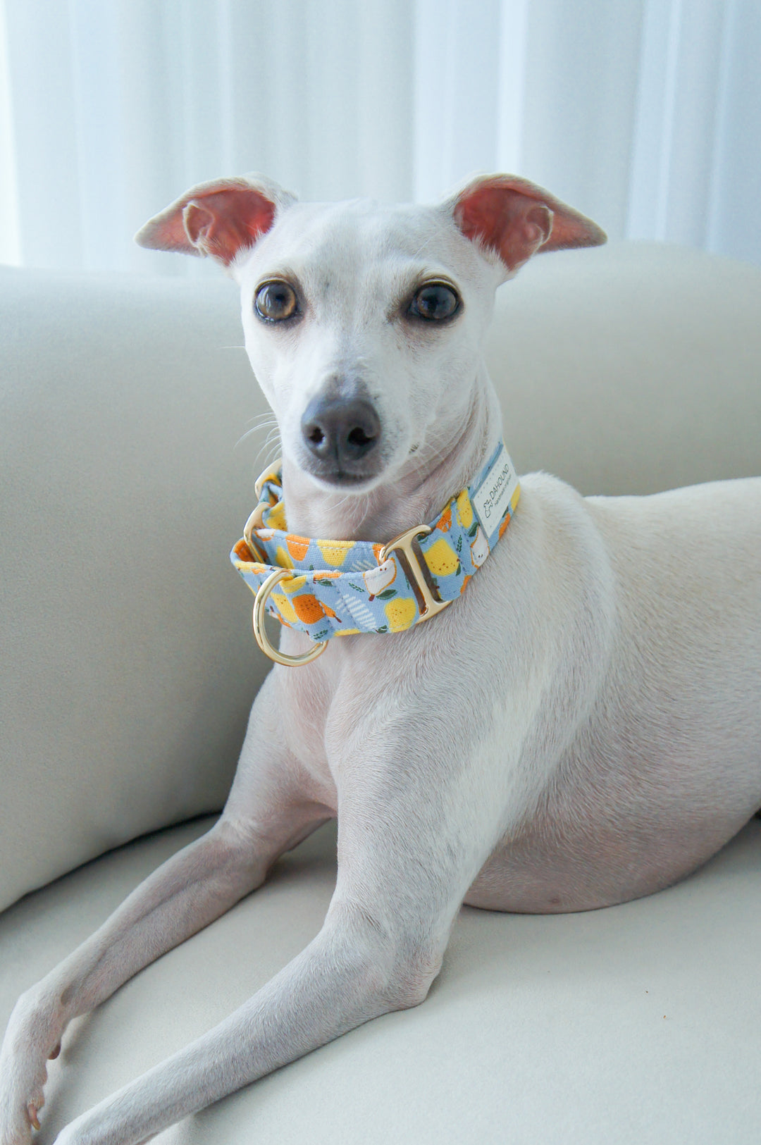 Wide Martingale Collar | Pear (Sturdy Oxford Cotton)