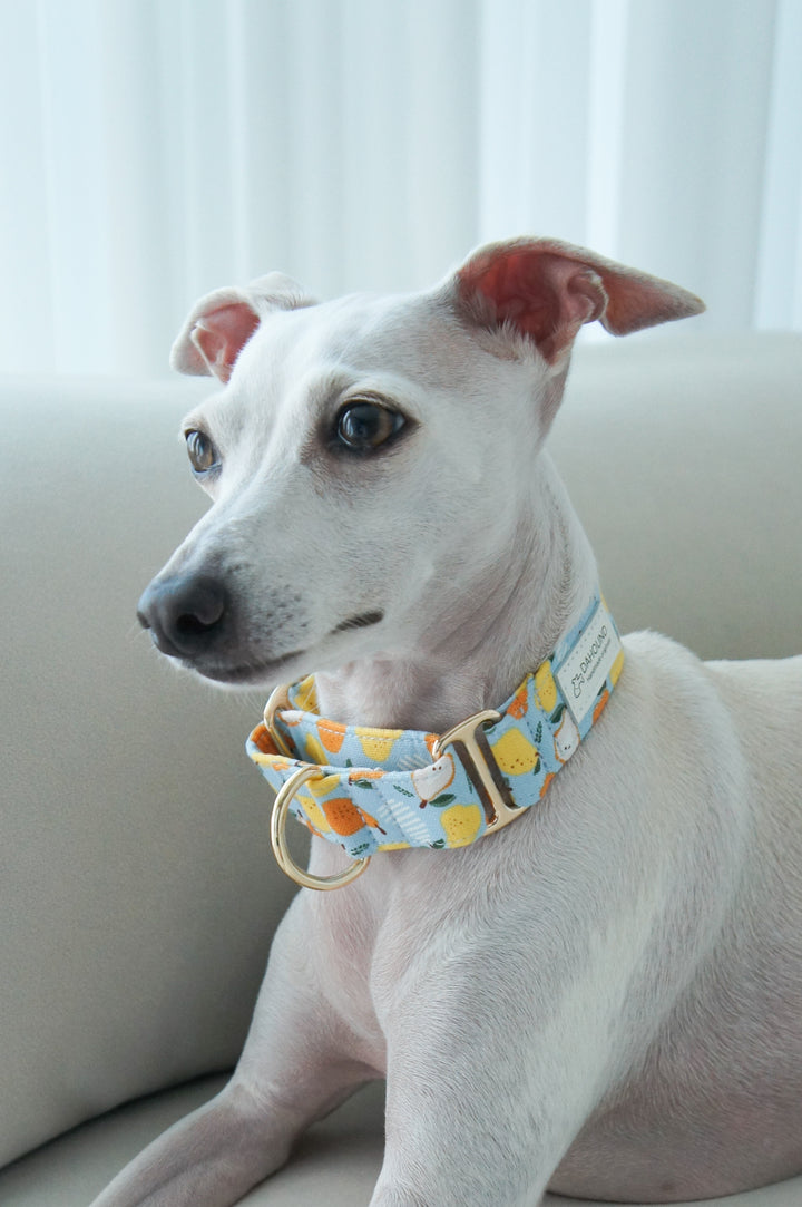 Wide Martingale Collar | Pear (Sturdy Oxford Cotton)