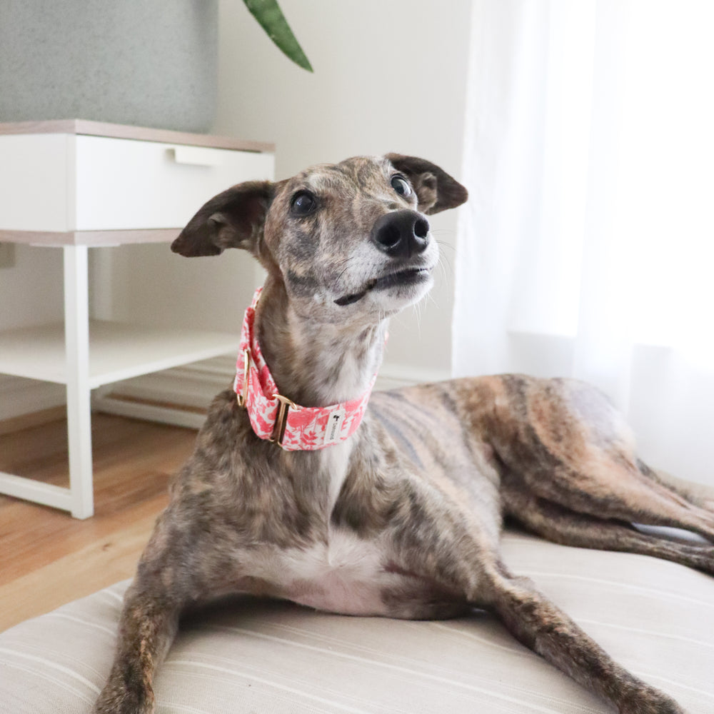 Pink Rose Garden Greyhound Martingale Collar