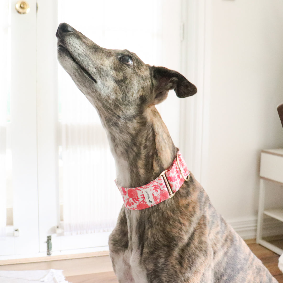 Pink Rose Garden Greyhound Collar