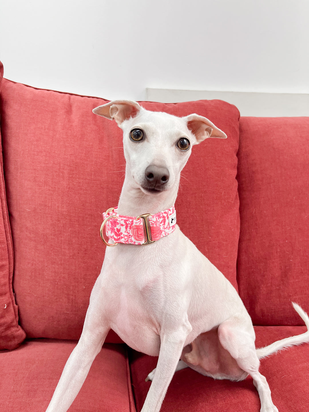 Pink Rose Garden Martingale Dog Collar For Italian Greyhound