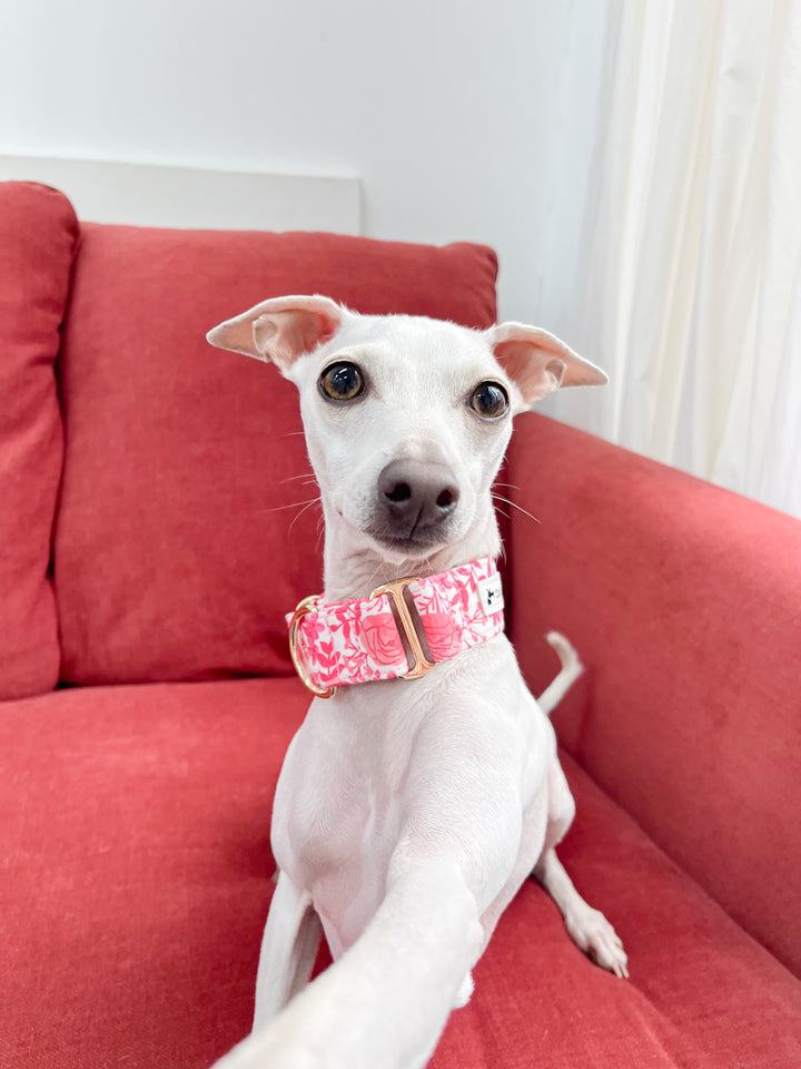 Pink Rose Sighthound Collars For Italian Greyhounds, Greyhounds and Whippets