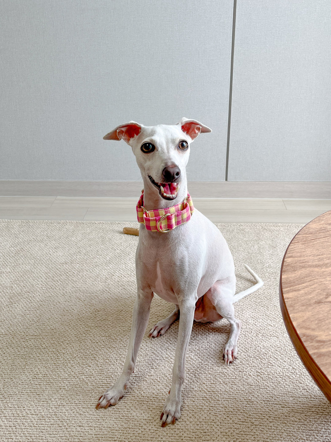 Pink & Yellow Gingham Plaid Martingale Collar On An Italian Greyhound