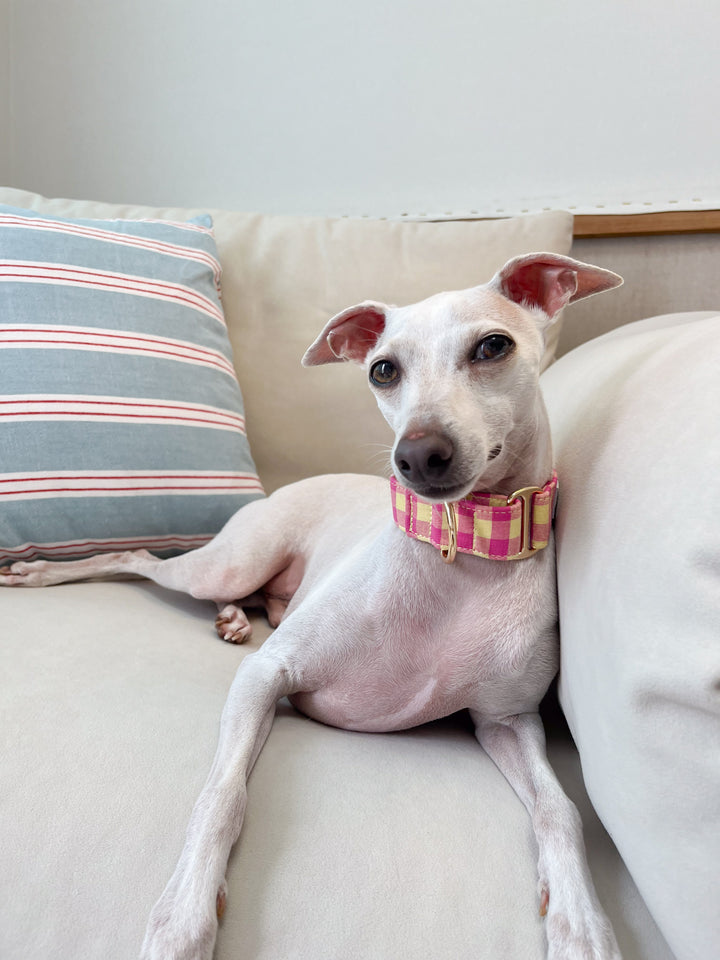 Pink & Yellow Gingham Plaid Martingale Collar Lifestyle Photo