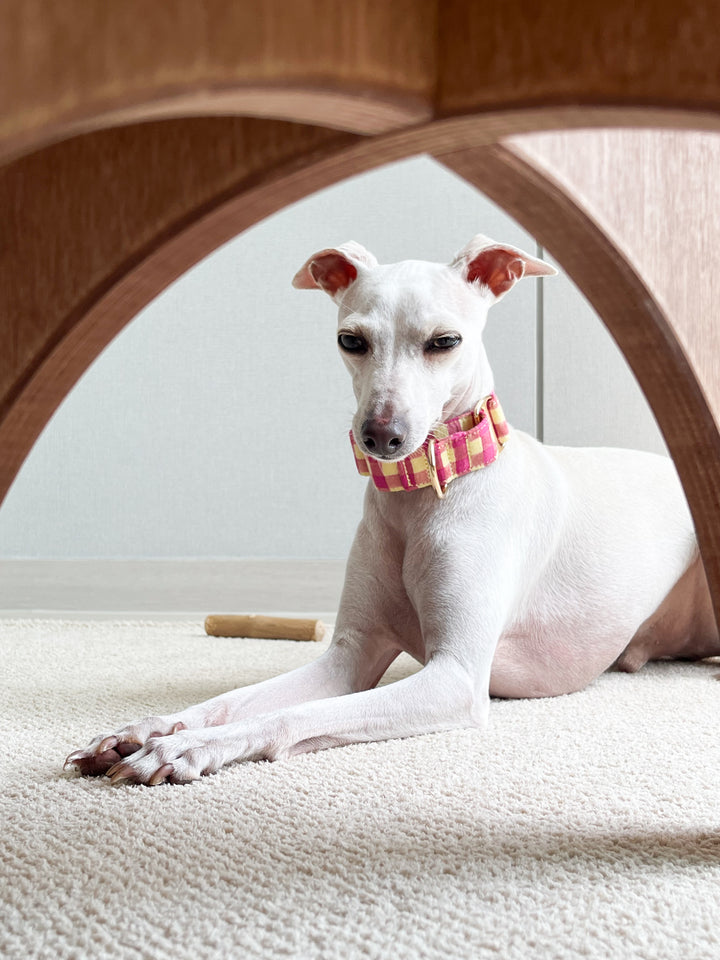 Italian Greyhound in Pink & Yellow Gingham Plaid Martingale Collar